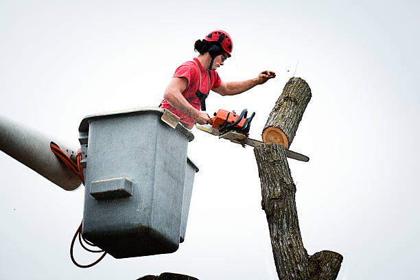 Best Leaf Removal  in Gerdine, AL